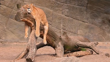 clip_image003 clip_image003